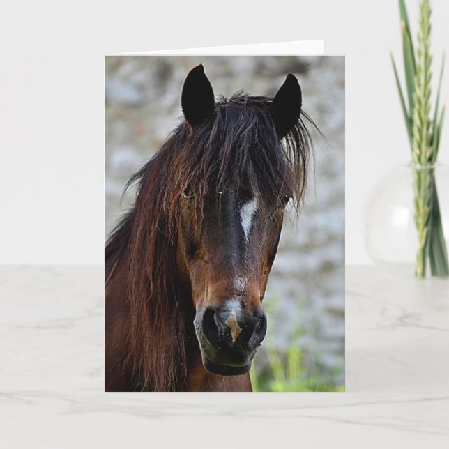 Beautiful Brown Horse Card (Front)