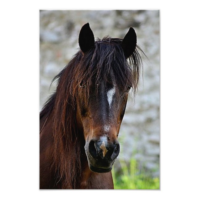 Beautiful Brown Horse Photo Print (Front)