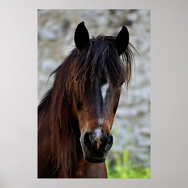 Beautiful Brown Horse Poster (Front)