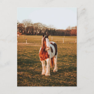 Beautiful Brown Paint Draught Horse Photo Postcard