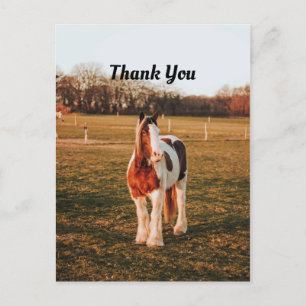 Beautiful Brown Paint Draught Horse Photo Thank Yo Postcard