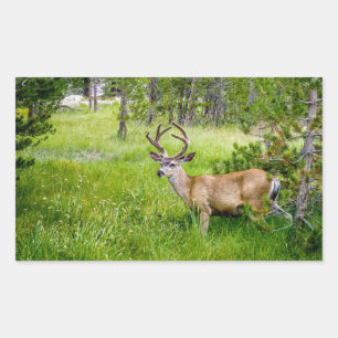 Beautiful Buck in the Meadow Sticker