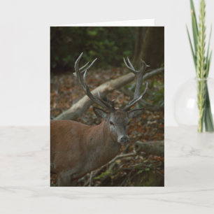 Beautiful buck photography blank card