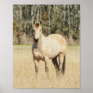 Beautiful Buckskin Horse Poster
