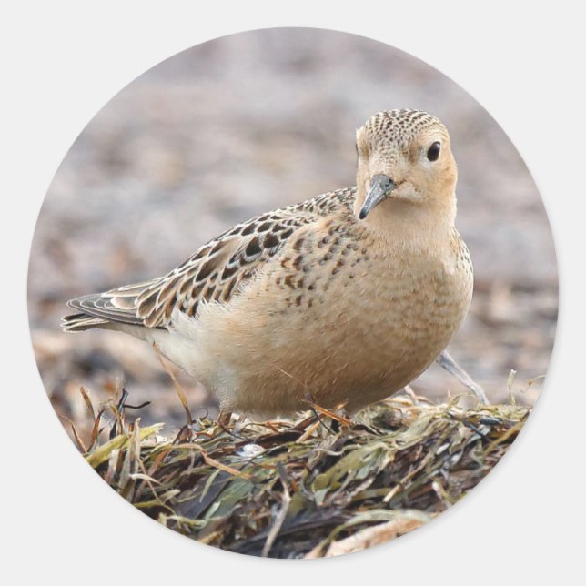 Beautiful Buff-Breasted Sandpiper at the Beach Classic Round Sticker (Front)
