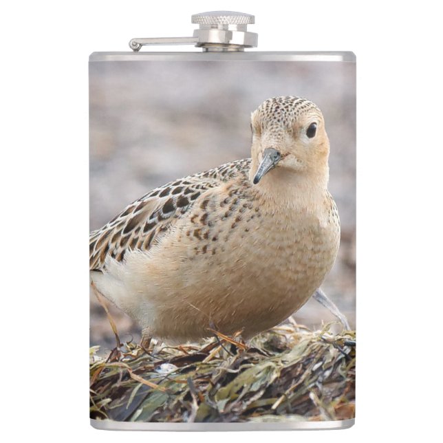 Beautiful Buff-Breasted Sandpiper at the Beach Hip Flask (Front)