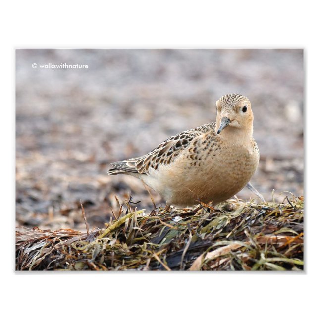 Beautiful Buff-Breasted Sandpiper at the Beach Photo Print (Front)