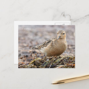 Beautiful Buff-Breasted Sandpiper at the Beach Postcard