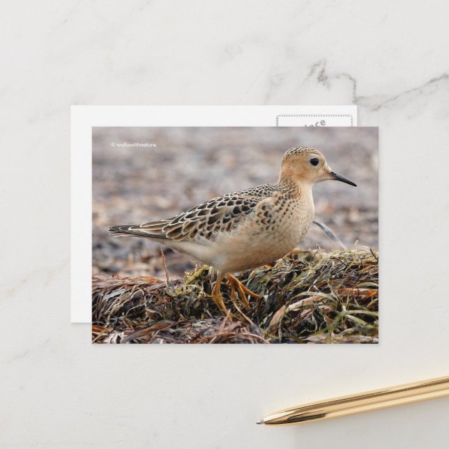 Beautiful Buff-Breasted Sandpiper at the Beach Postcard (Front/Back In Situ)