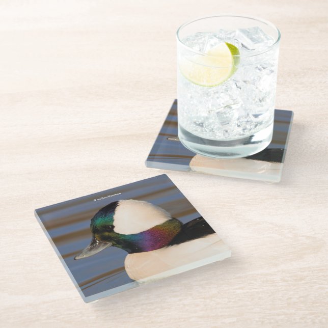 Beautiful Bufflehead Duck in the Afternoon Sun Glass Coaster (Angled)