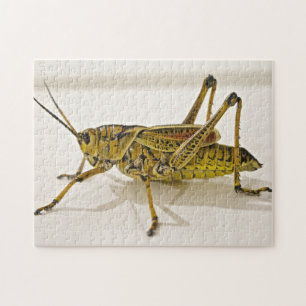 Beautiful Bug Grasshopper Locust Photo Puzzle