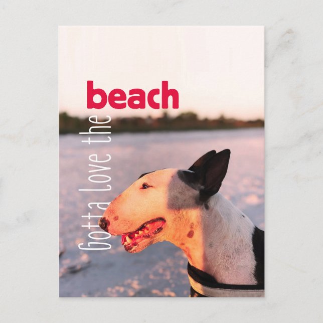 Beautiful Bull Terrier Postcard "Beach" (Front)
