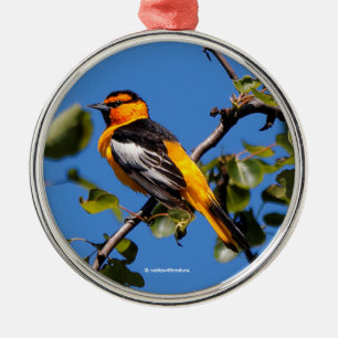 Beautiful Bullock's Oriole the Pear Tree Metal Tree Decoration