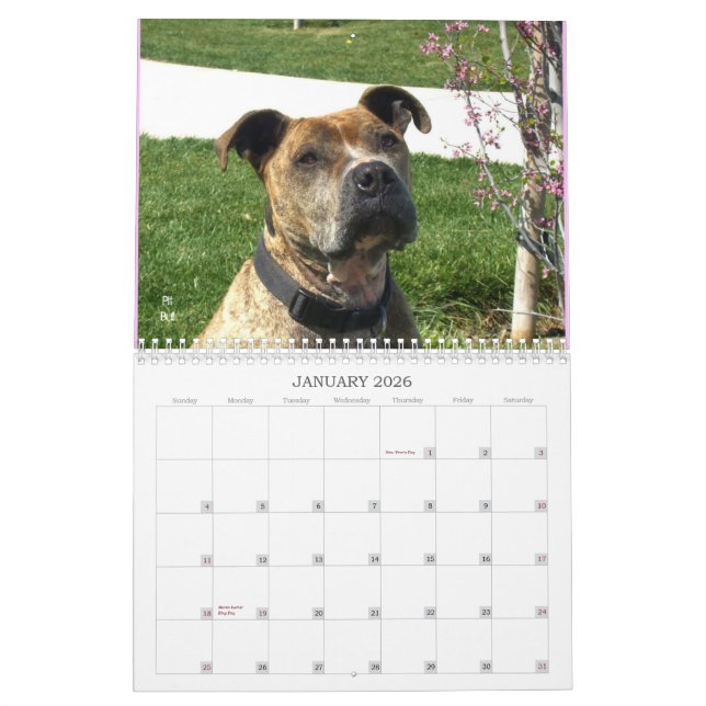 Beautiful Bullys 2012 Dog Calendar (Jan 2026)