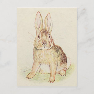 Beautiful Bunny Postcard
