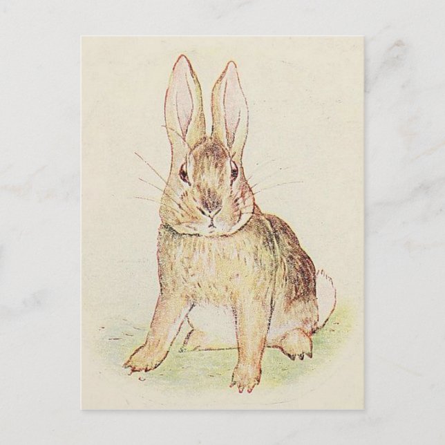 Beautiful Bunny Postcard (Front)