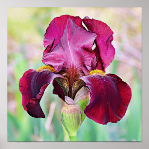 Beautiful Burgundy Magenta Iris Poster