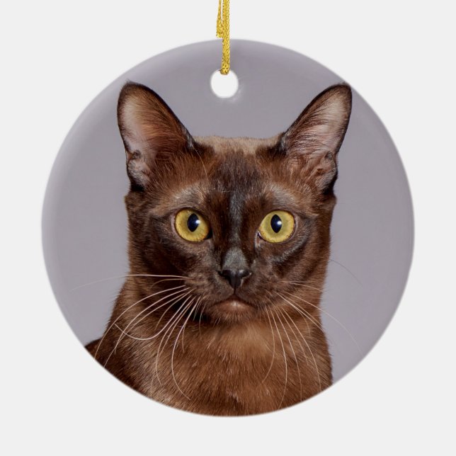 Beautiful Burmese Cat Close Up Ceramic Tree Decoration (Back)
