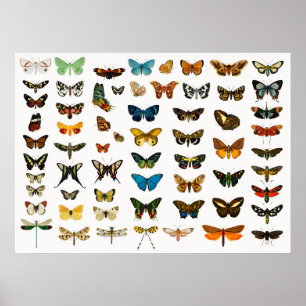 Beautiful Butterflies Poster