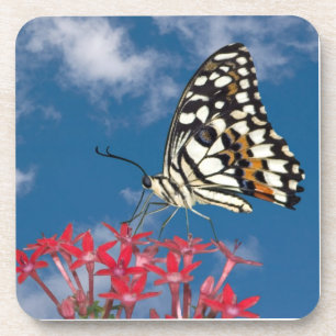 Beautiful Butterfly Coaster