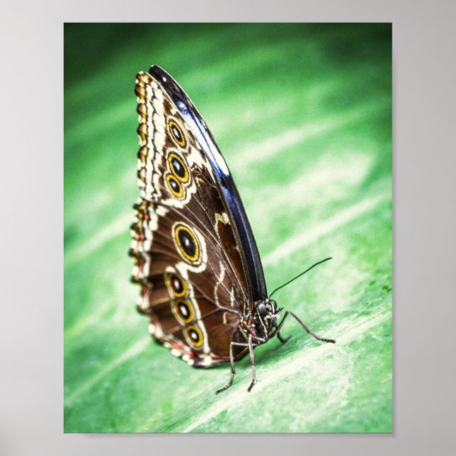 Beautiful Butterfly Insects Archival Fine Art Poster (Front)