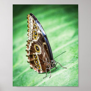Beautiful Butterfly Insects Archival Fine Art Poster