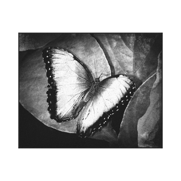 Black And White Butterfly Art & Wall Décor Zazzle.co.uk