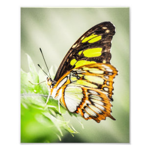 Beautiful Butterfly Nature Insects Photo Print