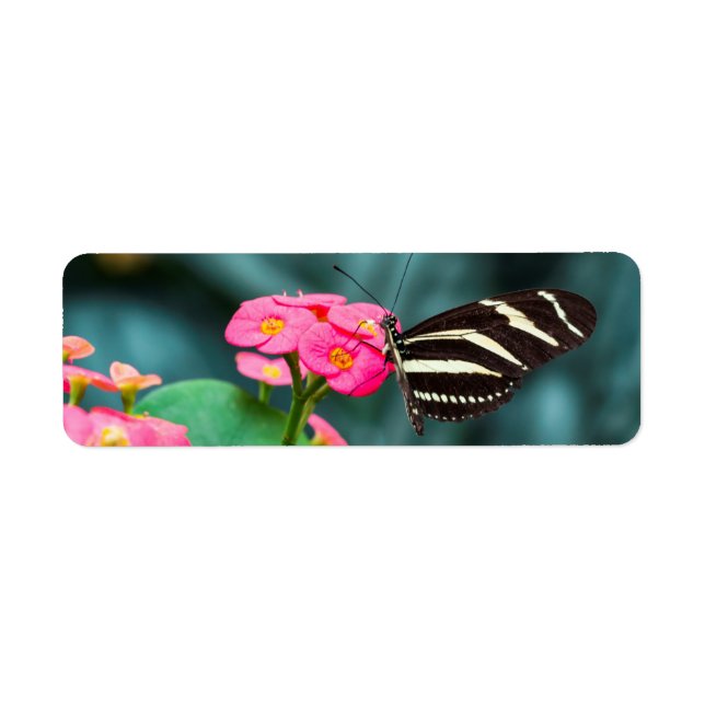 Beautiful butterfly on a pink flower (Front)