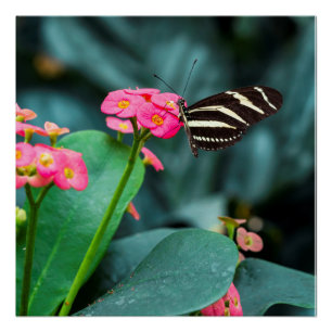 Beautiful butterfly on a pink flower poster