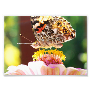 Beautiful Butterfly on a Pink Zinnia Flower Photo Print