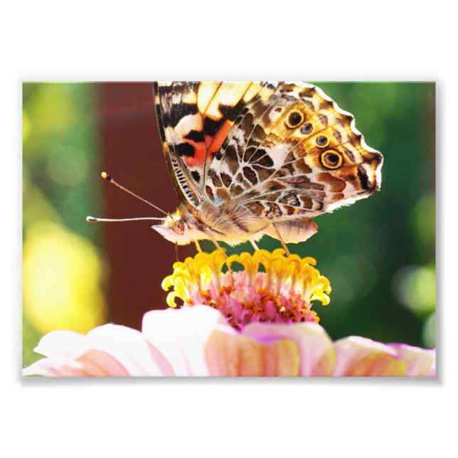 Beautiful Butterfly on a Pink Zinnia Flower Photo Print (Front)
