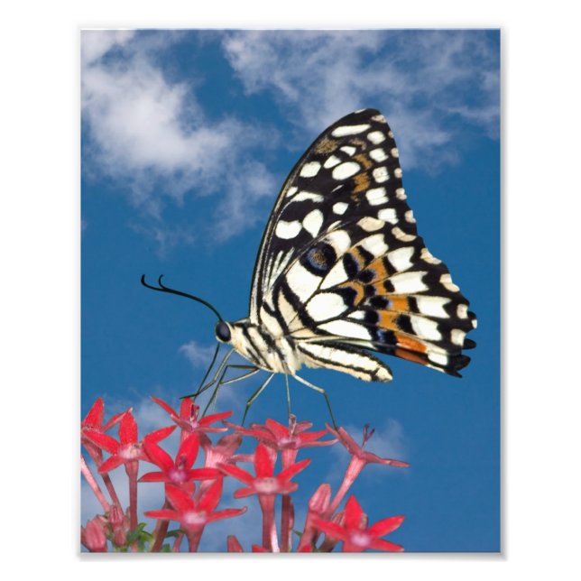 Beautiful Butterfly Photo Print (Front)