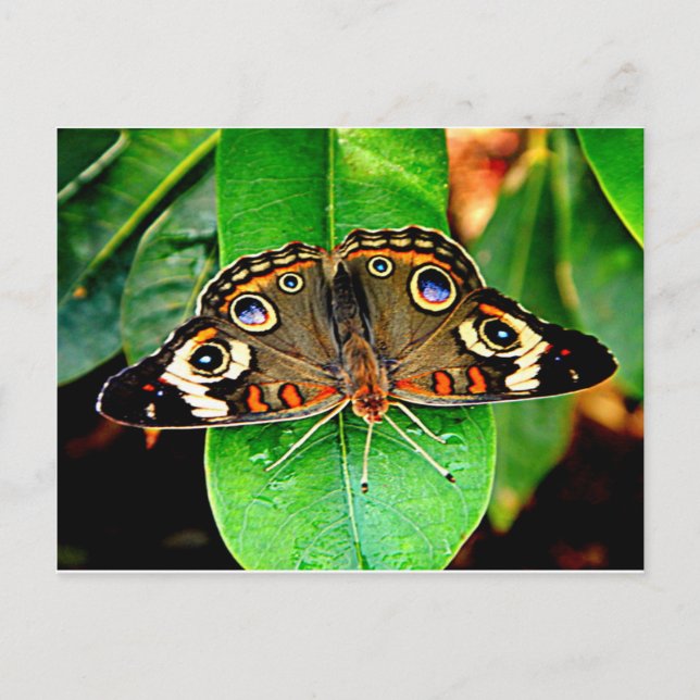 Beautiful Butterfly Postcard (Front)