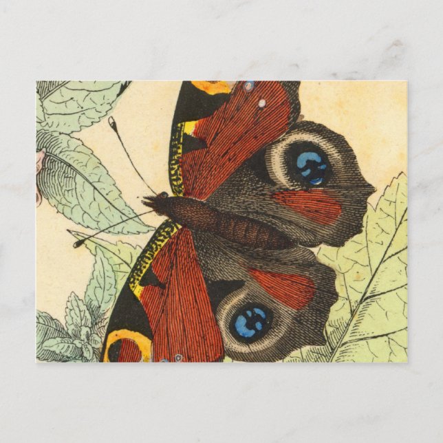 Beautiful Butterfly Postcard (Front)