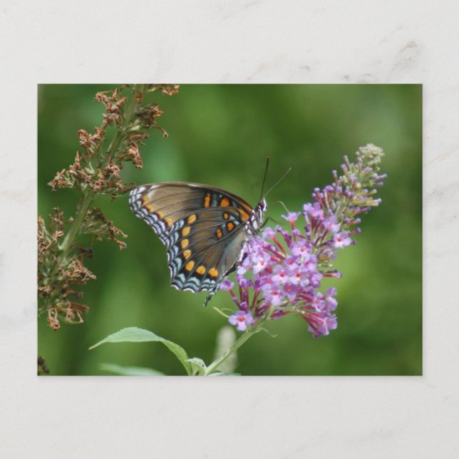 BEAUTIFUL BUTTERFLY POSTCARD (Front)