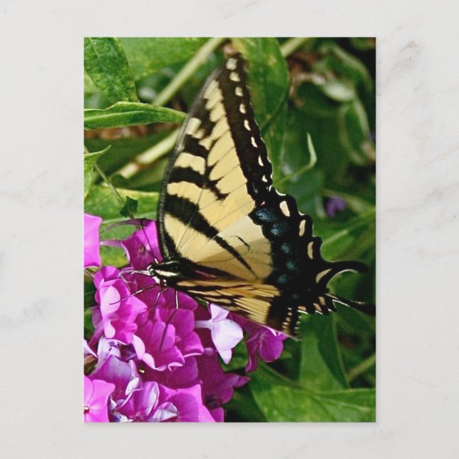 Beautiful Butterfly Postcard (Front)