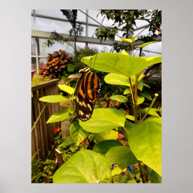 Beautiful Butterfly Poster (Front)