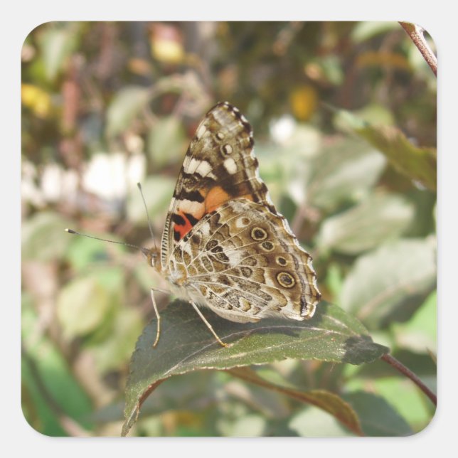 Beautiful Butterfly Sticker Set (Front)