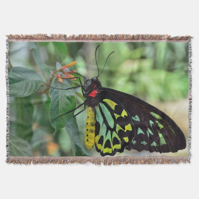 Beautiful Butterfly Throw Blanket (Front)