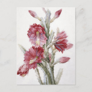 Beautiful Cactus Bloom Watercolor Art Postcard