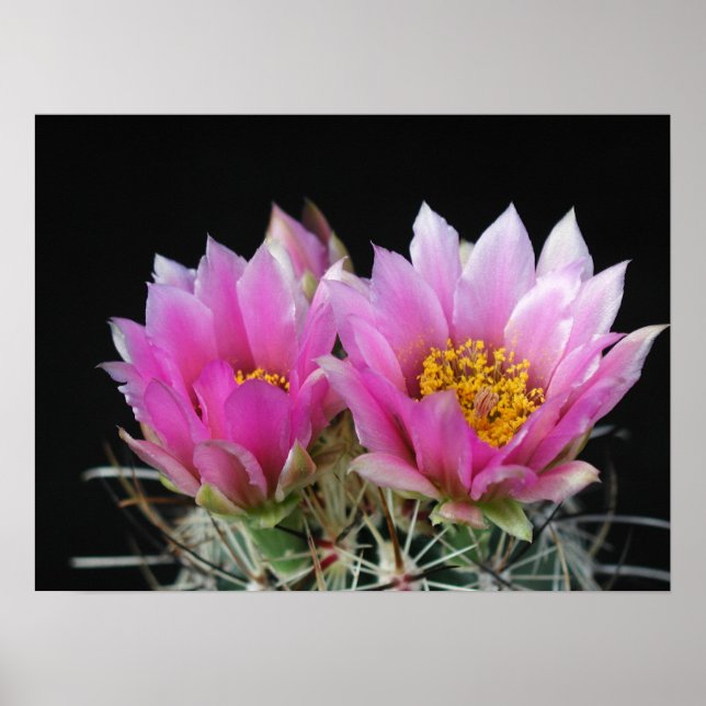 Beautiful Cactus Flower Poster (Front)