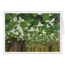 Beautiful Canada Landscape Niagara: LOWPRICE Gift