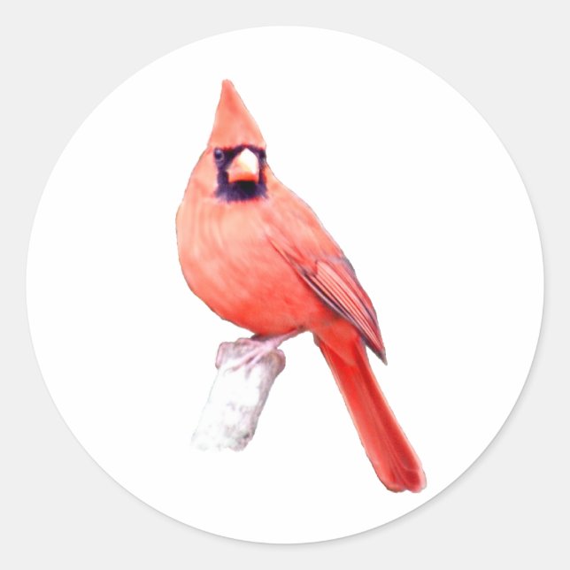 Beautiful Cardinal Classic Round Sticker (Front)