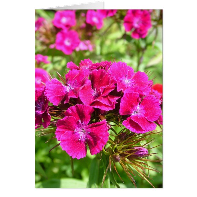 Beautiful carnation flowers (Front)