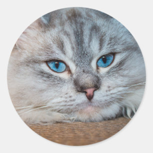 Beautiful cat blue eyes classic round sticker