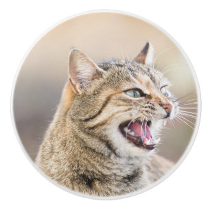 Beautiful cat ceramic knob