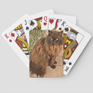 Beautiful cat playing cards