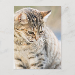 Beautiful cat postcard