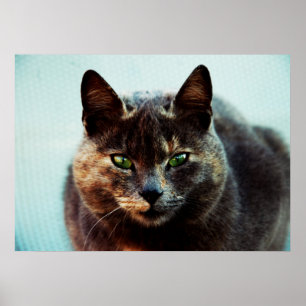 Beautiful cat poster